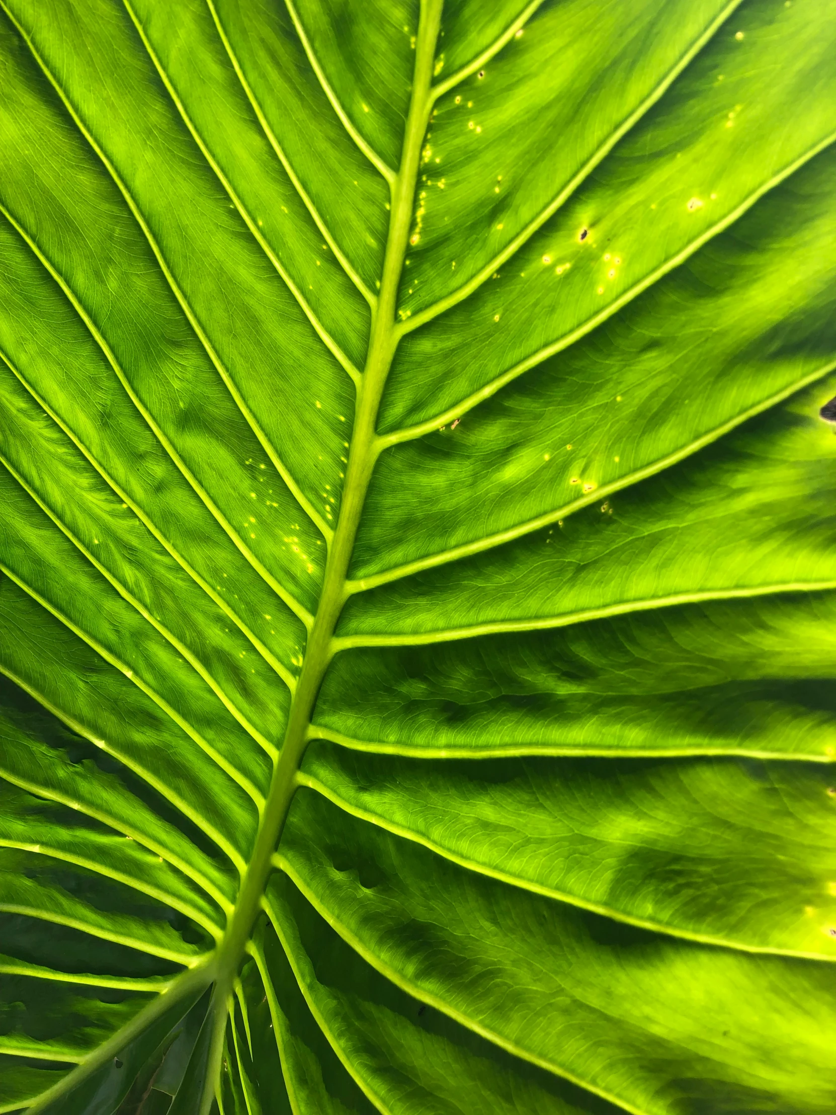 a large green leaf with some water droplets on it