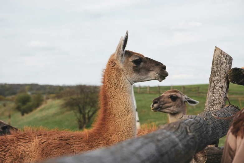 three llamas are in a pen by some trees