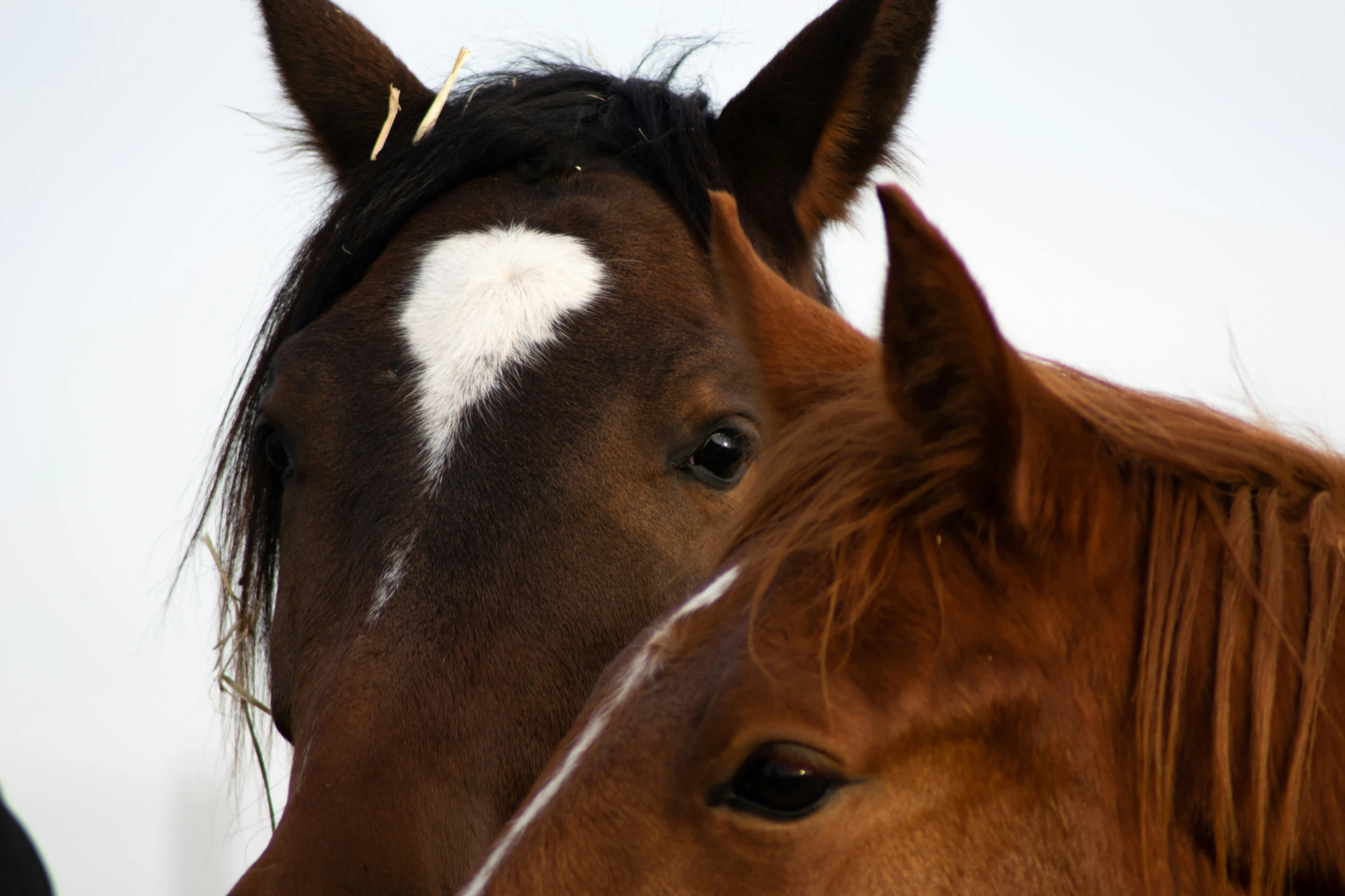 a brown horse is next to a white horse