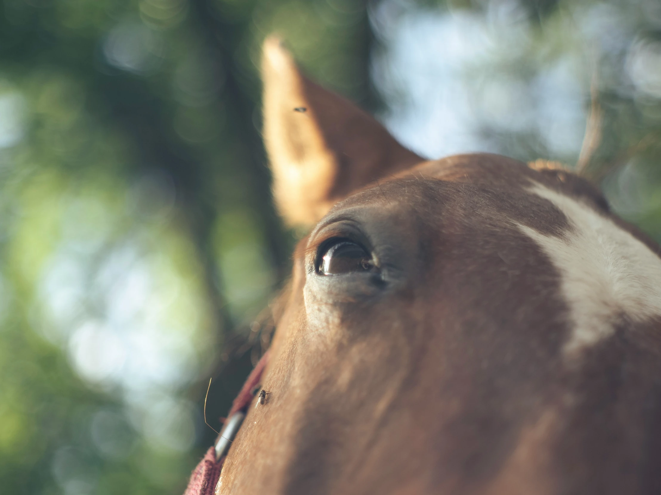 there is a horse looking straight ahead