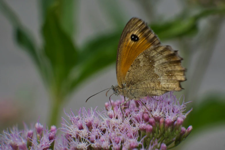 brown erflies on pink flowers with a grey background