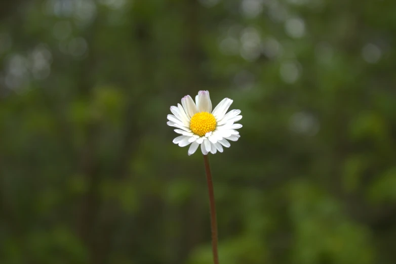 a single white flower with a yellow center