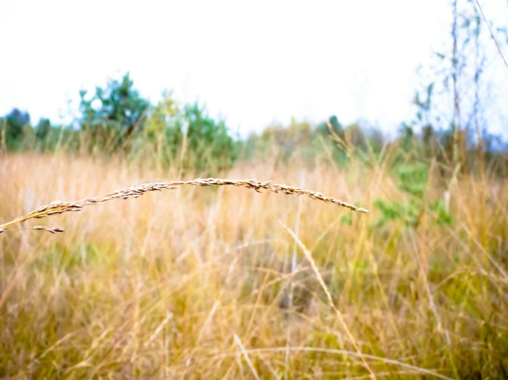 a nch lying in the tall grass by a forest