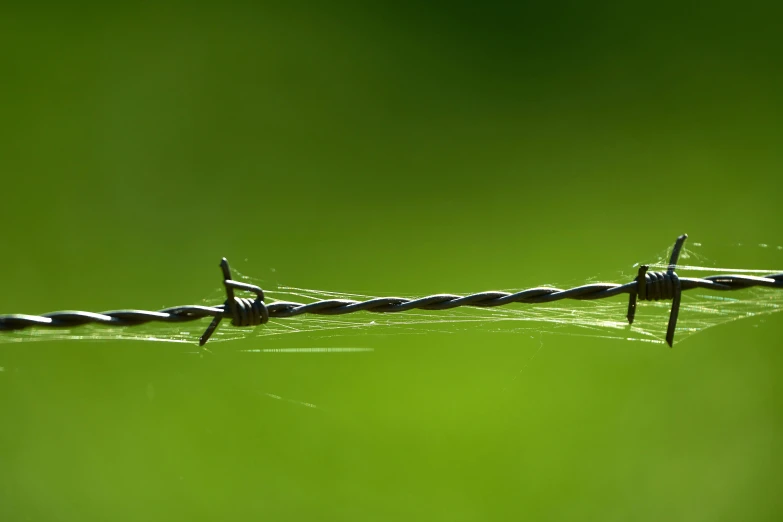 two blades of wire laying on top of green grass