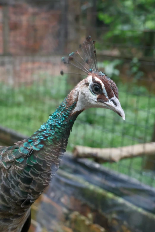 this is a colorful peacock in an enclosure