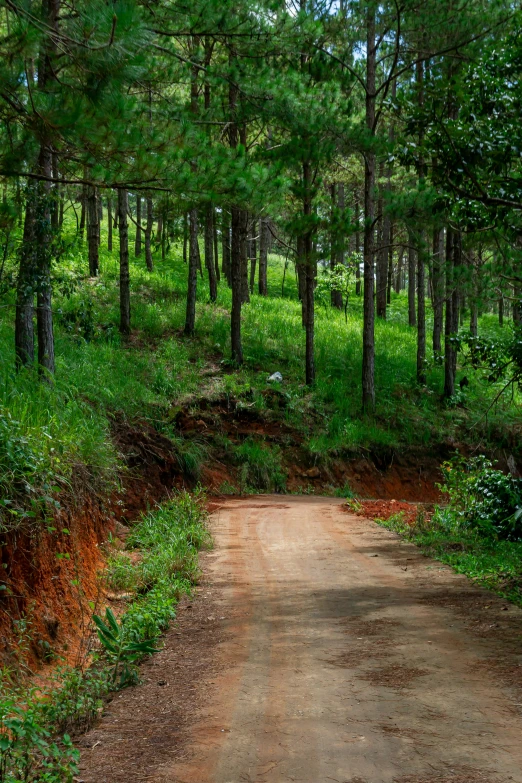 a dirt road with some trees and grass