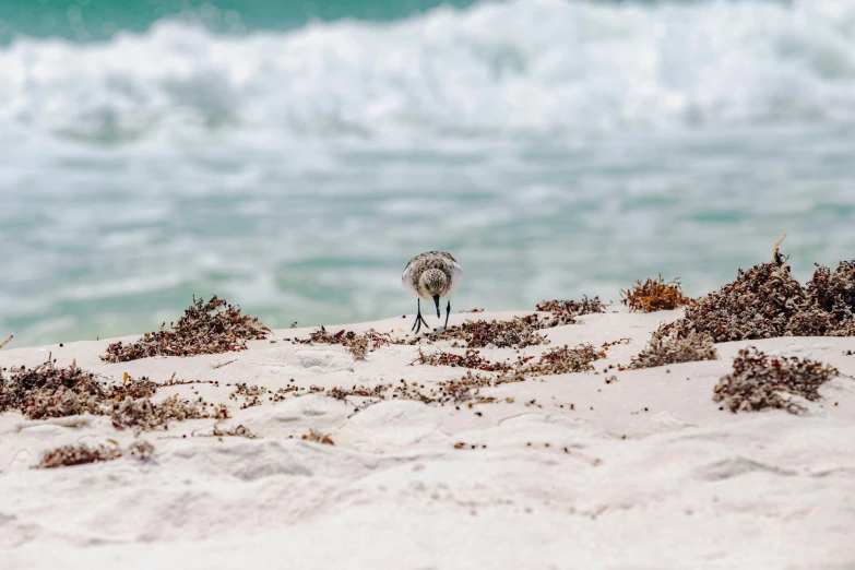 a bird standing on top of a sandy beach