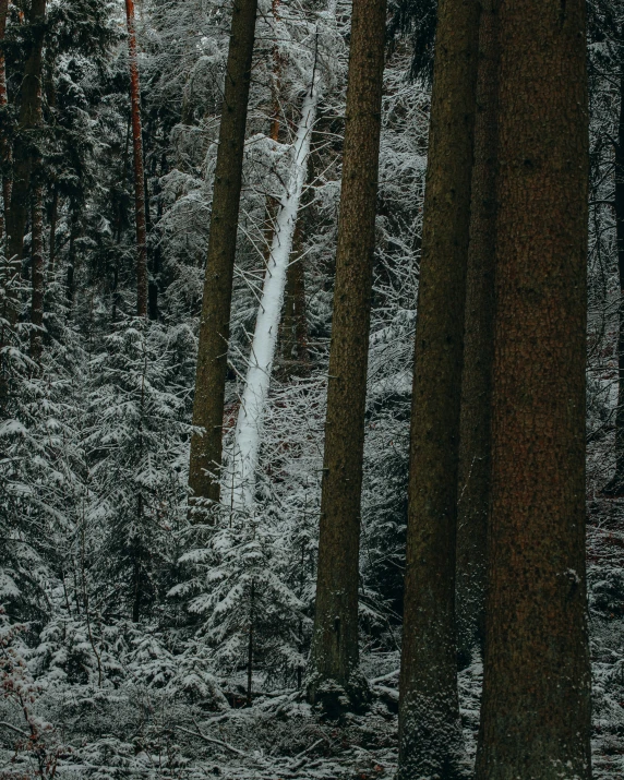 a trail through the woods, with snow on the ground