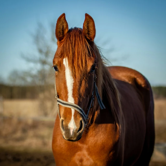 a horse is looking out in an open field