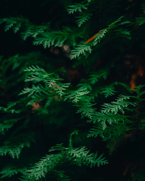 close up of green tree nches with little leaves