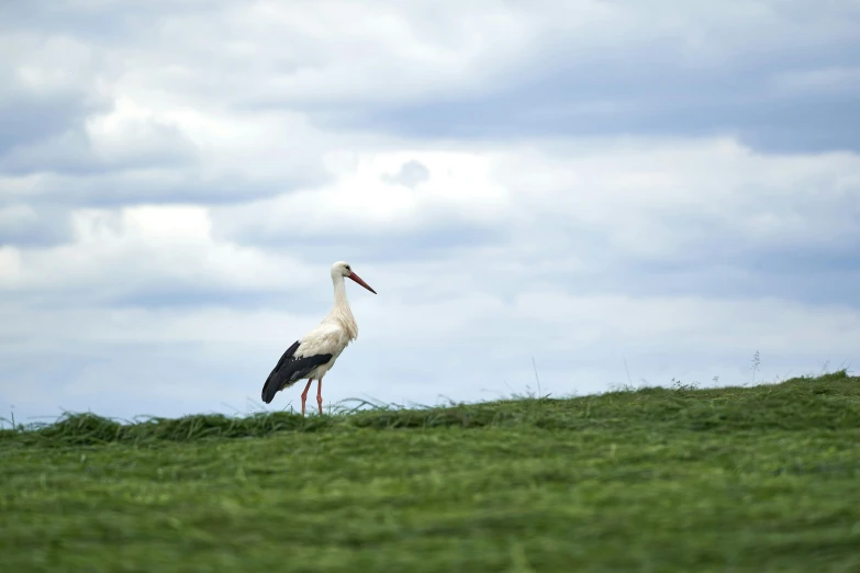 a large bird is standing on a grassy hill