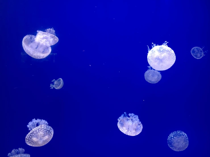 an assortment of jellyfish floating through the water