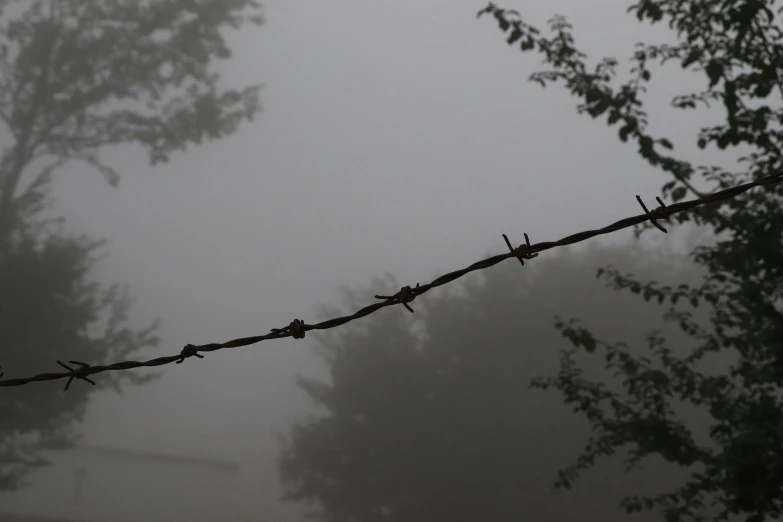 a bird sits on top of a barbed wire