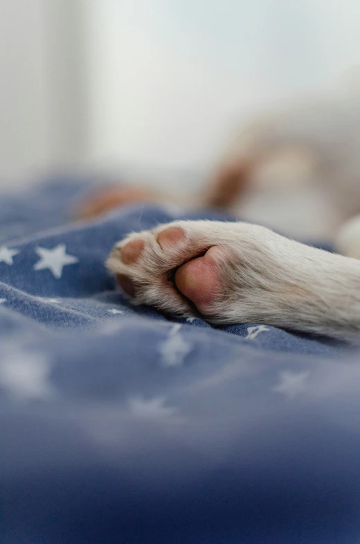 a white dog laying down on a bed with stars on it