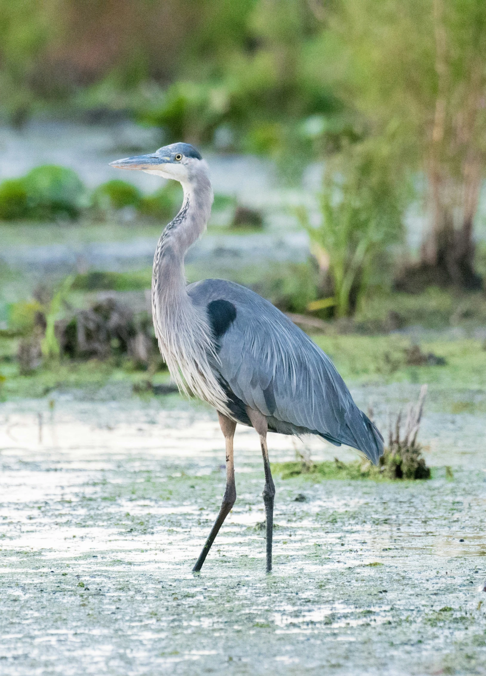 grey and black bird standing on grass next to water