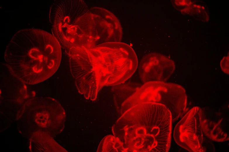 a large group of jellyfish in a deep, dark ocean