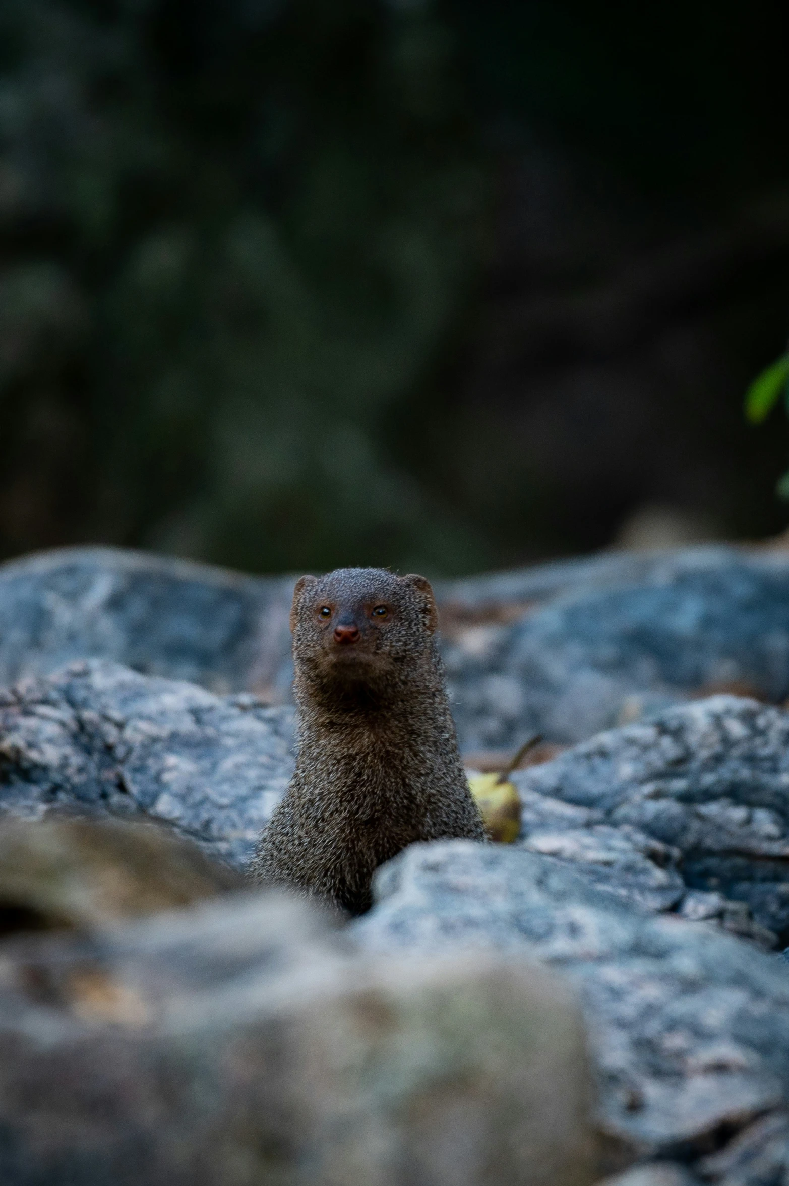 a small animal standing on top of a rocky hill