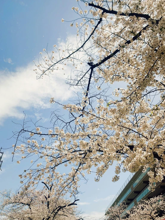 some blossomed trees in the foreground and a light pole in the distance