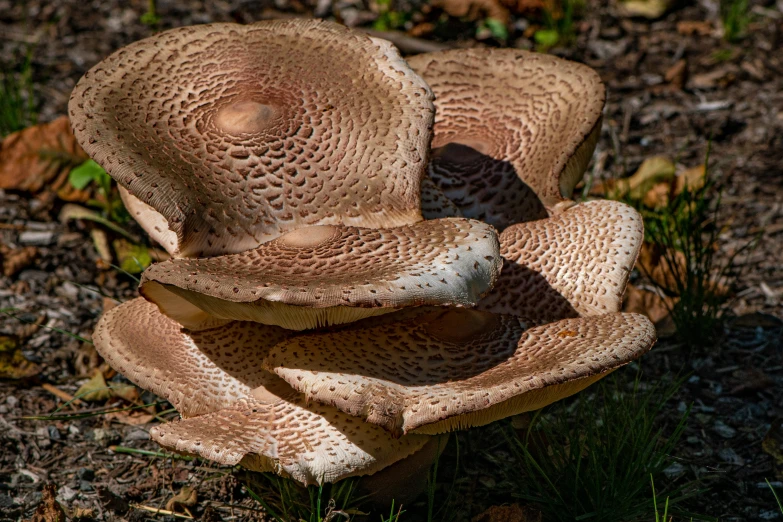 a mushroom that is sitting on some grass