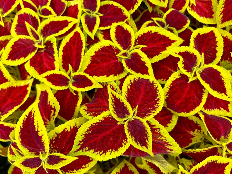 close up view of large cluster of brightly colored leaves