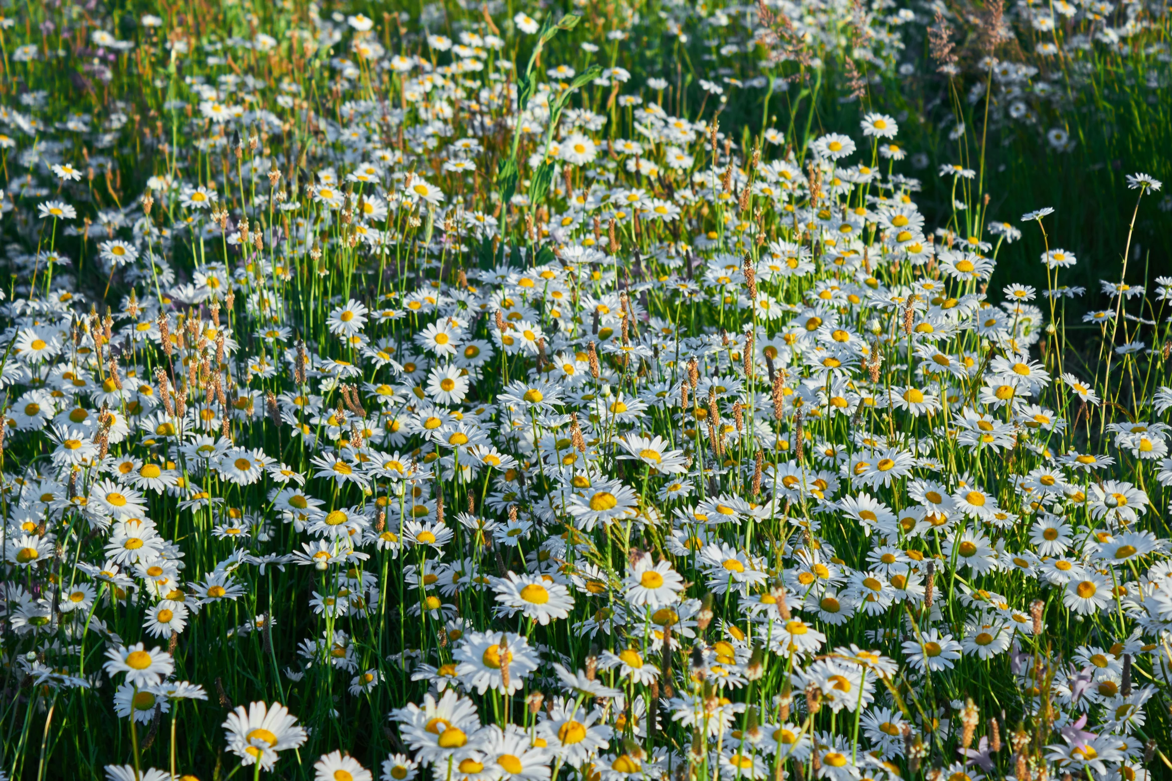 a field filled with lots of tall white flowers