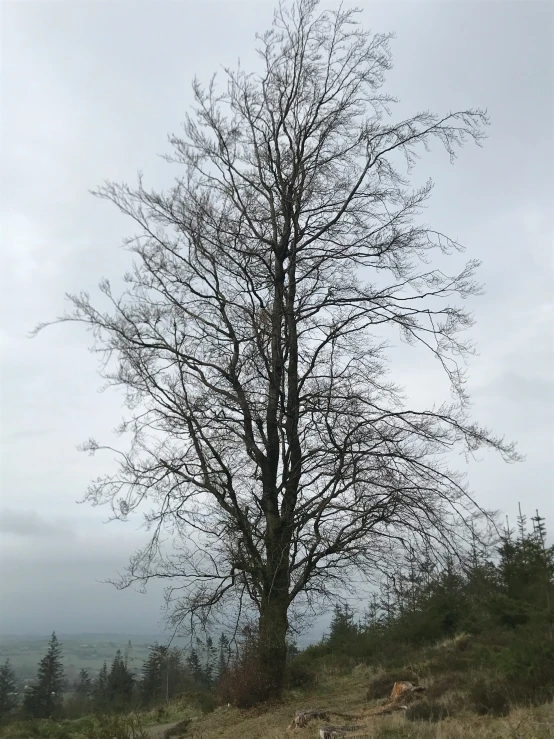 lone tree with no leaves on an overcast day