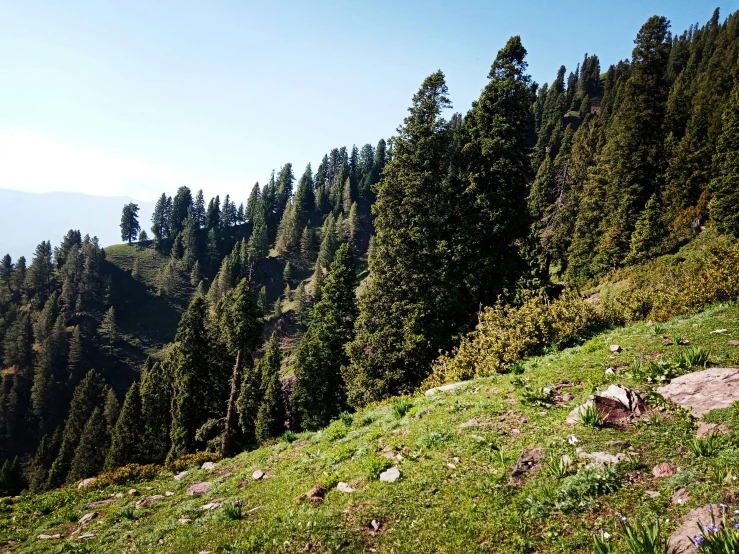 a scenic view of some trees and grass