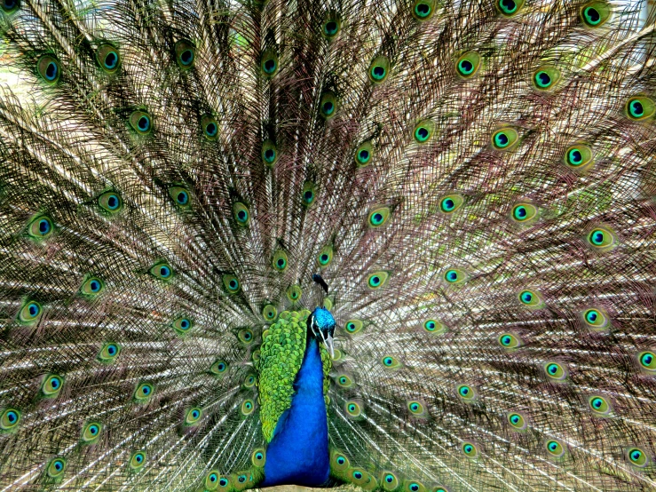 a blue peacock with large feathers on its back