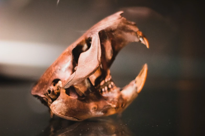 a close up of an animal skeleton sitting on top of a desk