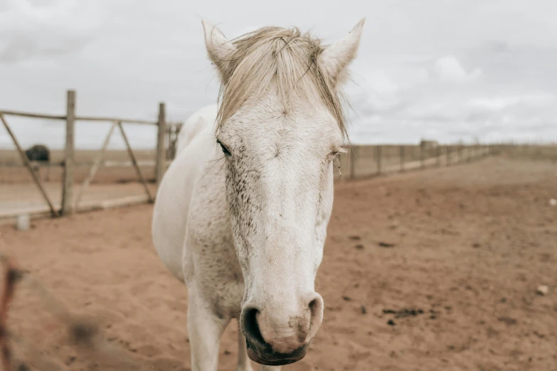 the large white horse is standing outside by the fence