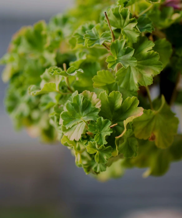 a closeup image of green leaves hanging from the ceiling