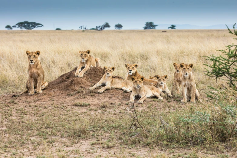 several lions are sitting on the dry ground