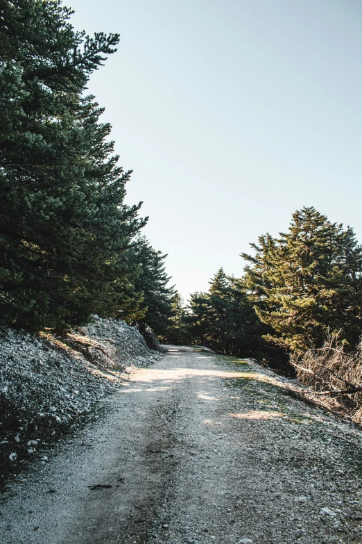 a empty dirt road running between two trees