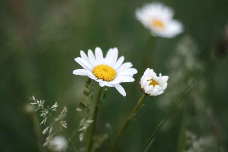 the three flowers are standing close together