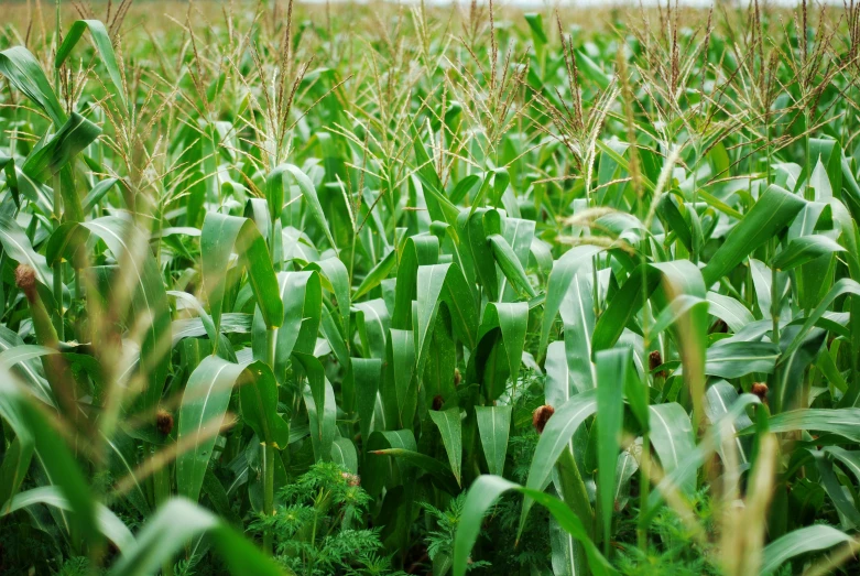 there is green grass and red flowers in this field