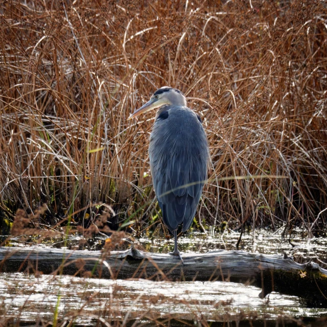 a bird that is sitting on a log in a swamp