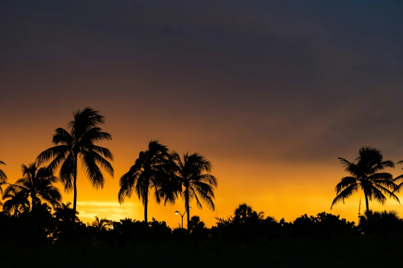 some palm trees are growing on a hill top