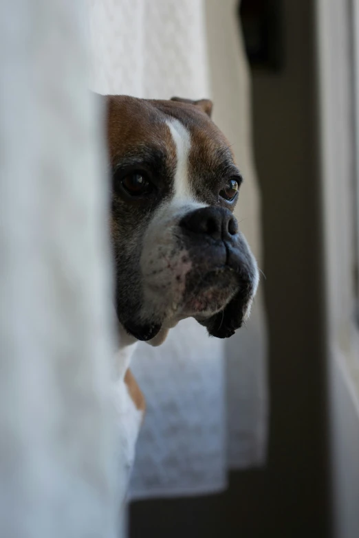 a brown and white dog with dark spots in it's eyes