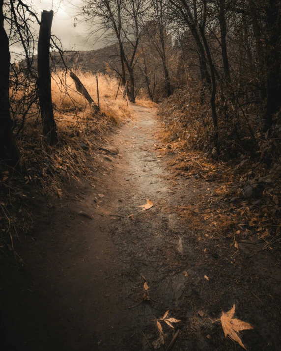 a dirt road with brown leaves on it