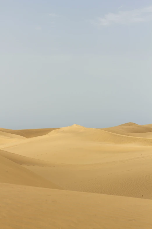 a lone horse is standing in the vast expanse of sand