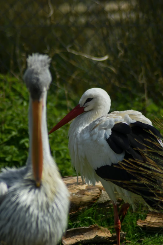 two storks standing by the log together