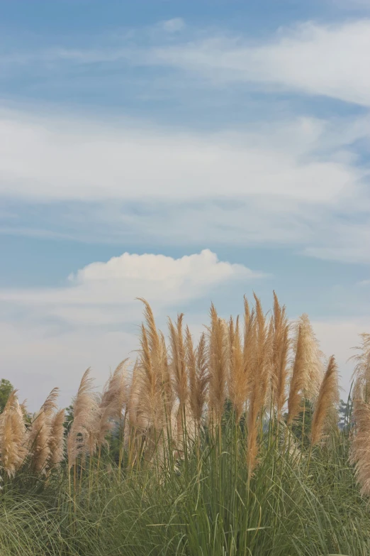 a bird flying in the air among tall grass