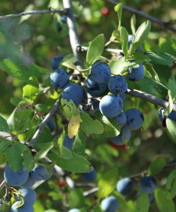 some berries are hanging on the nch of a tree