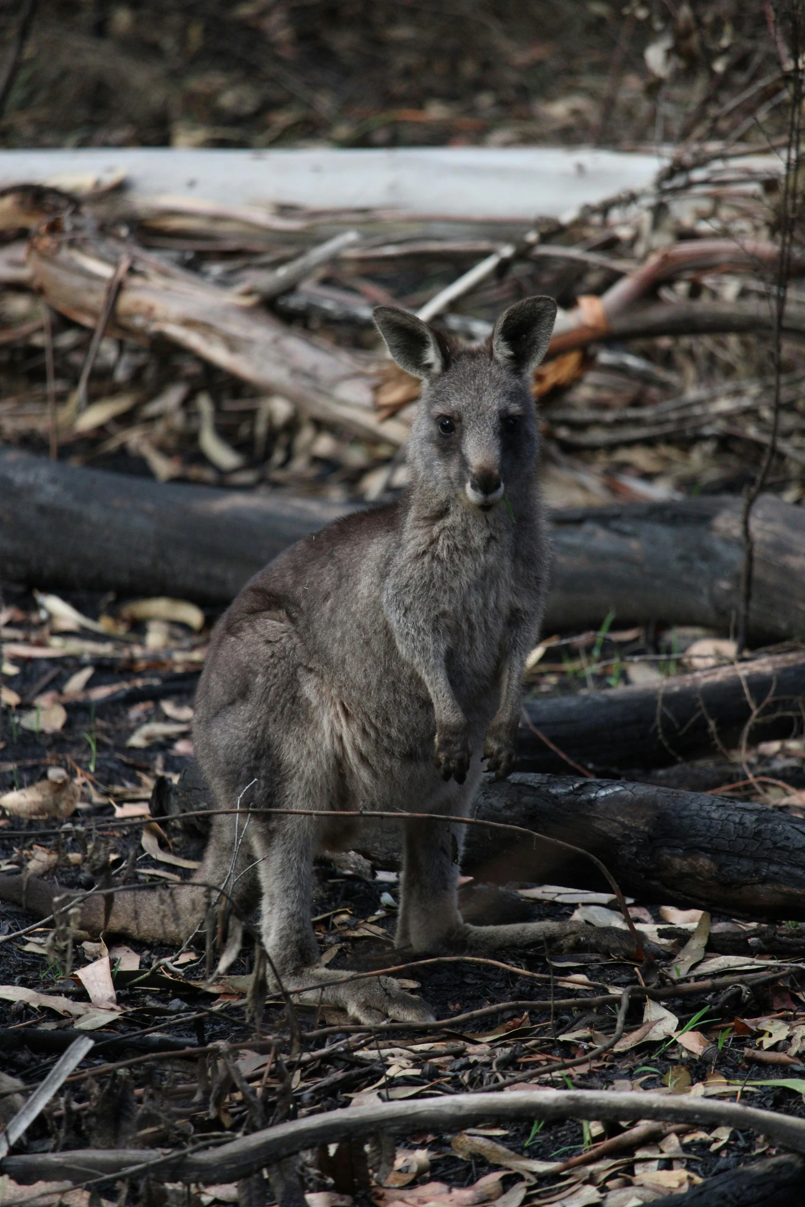 a kangaroo looks directly at the camera from the woods