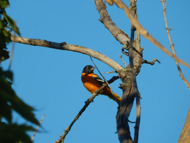 a bird that is perched on a nch