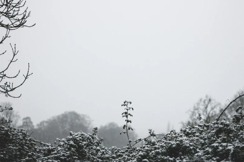 trees with snow all around on a foggy day