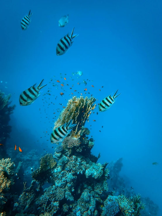 several fish swimming near an aquarium filled with water