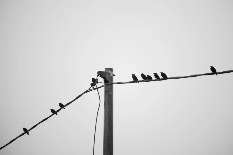 birds sit on top of a telephone wire