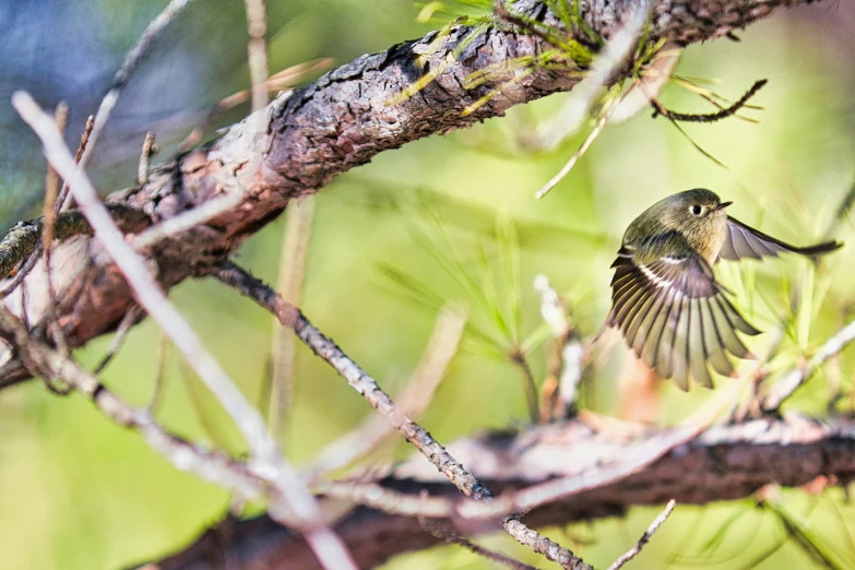 a green bird is landing on a nch