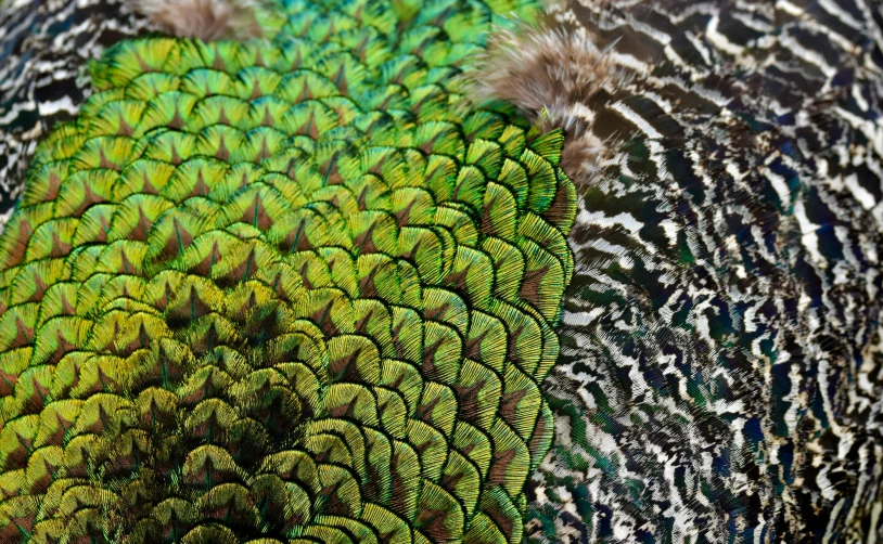 the feathers are green and brown, as well as a background